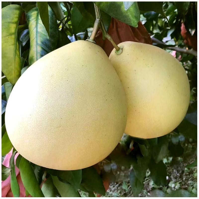Pomelo