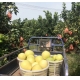 Pomelo