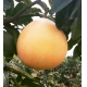 Pomelo